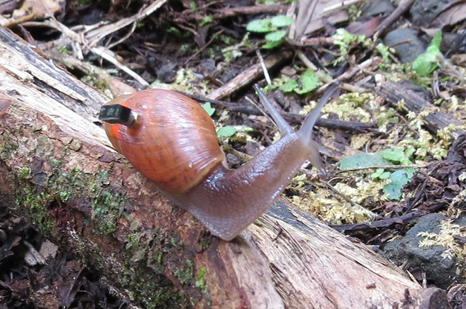 snail fitted with an electronic device crawling on a log
