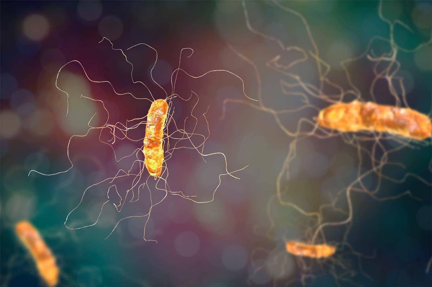 Computer rendering of C. Diff.