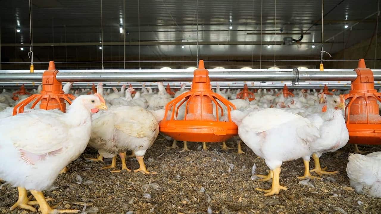 Chickens in an indoor poultry facility